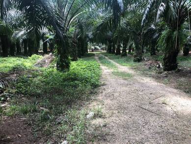 Agricultural Land in Muar, JHR