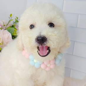 Poodle