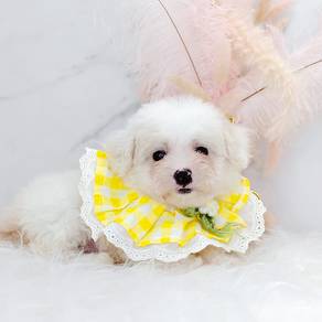 Poodle