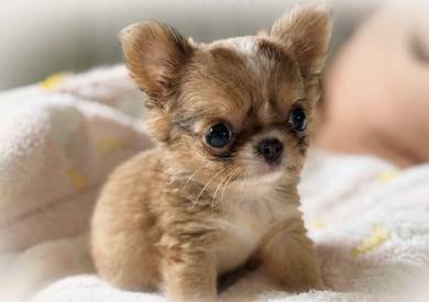 CHIHUAHUA PUPPIES VIP42🌷Head Apple Bonnie Dog