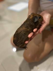 Guinea pig
