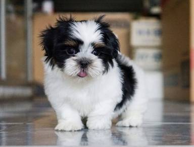 SHIH TZU PUPPIES A366🌻 Small Dog Available