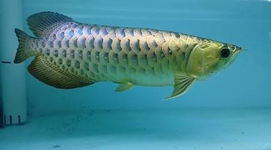 Malaysia golden crossback 15 inch-wholesale price