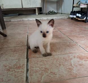 Siam cat