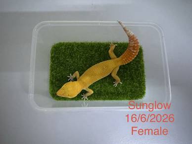Gekco【sunglow】