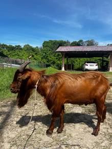kambing jantan