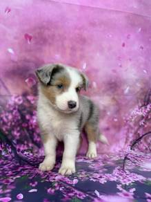 Blue Merle Tri BorderCollie