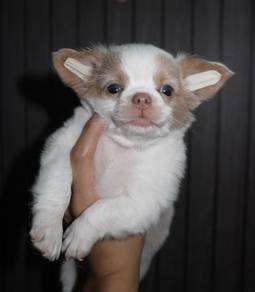 CHIHUAHUA PUPPIES 206 🌷Head Apple Cute Dog