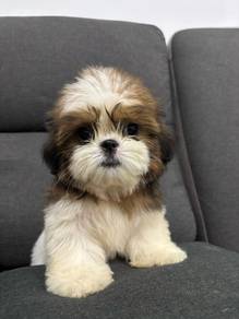 QW4000 Shih Tzu white and brown haired puppy