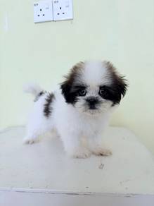 Shih Tzu