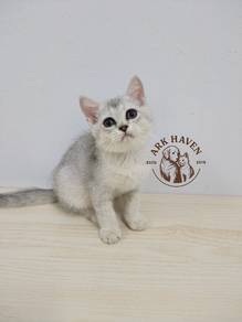 BSH Silver shaded kitten British shorthair