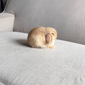 Holland lop bunny earlop rabbit arnab