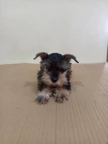 Schnauzer Girl 