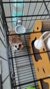 Meerkat Jantan 9 Bulan Untuk Dijual