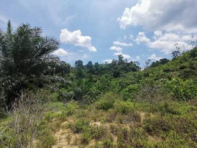 Agricultural Land in Lumut, PRK