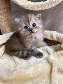 Persian