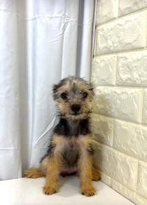J0068 Silkese Cute Baby Face Teddy Puppy