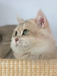 Blue Golden Shorthair