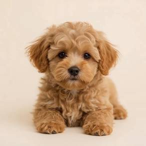 Snuggly Poodle Little Cute Bear Face Puppy Puppy D