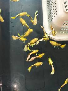 Full gold vietnam