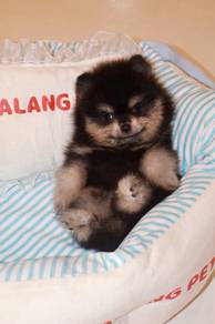 J0732 Pomeranian smile, lovely puppy