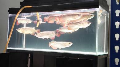Mgbb arowana
