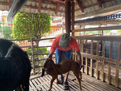 Kambing