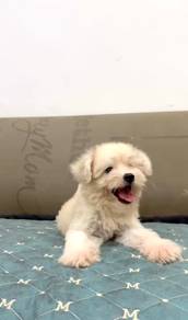 Pomachon cute puppies