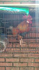 ayam