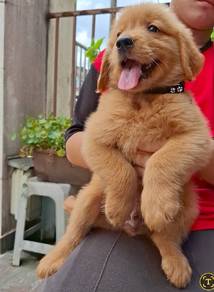 Golden Rettiver w