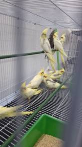 Burung cockateil
