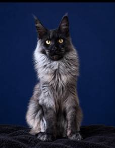 Maine Coon Neutered