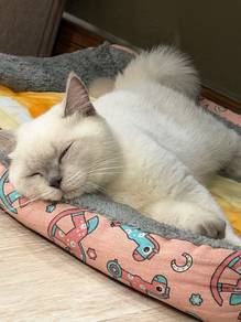 Rehome Female BSH