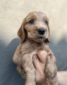 ENGLISH COCKER SPANIEL PUPPIES M176🌻Male & Female