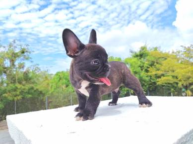 Mini Frenchie For Sale 