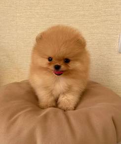 B5054 Mesmerizing Pomeranian Tiny Cute Puppy Baby