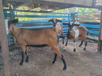 ibu kambing 5 ekor