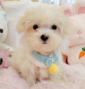 Maltese