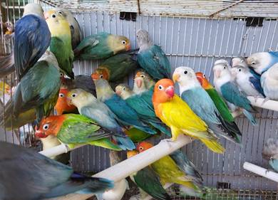 Burung lovebird fischer #nuricinta