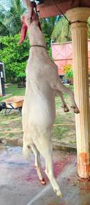 Daging kambing segar tempatan
