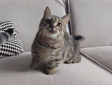 Super Short BSH munchkin Kitten Female