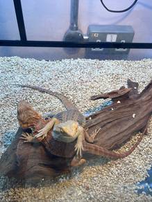 Bearded Dragon for sale