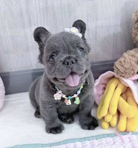 FRENCH BULLDOG PUPPIES 🌻VIP164 Long Fur / Girl