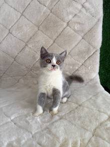 British shorthair