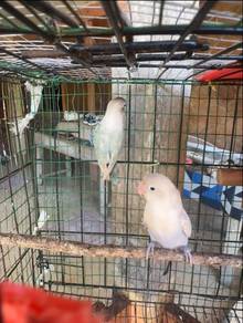 lovebirds (sepasang)