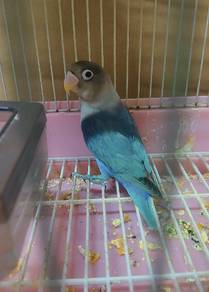 lovebird 