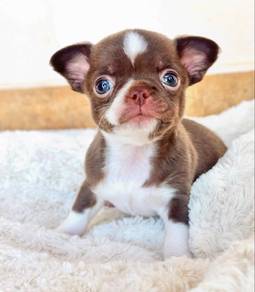 Apple hard chihuahuas
