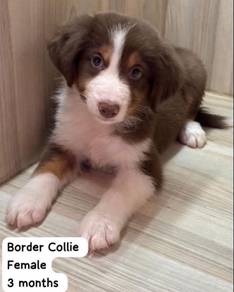 Border Puppy for Sale