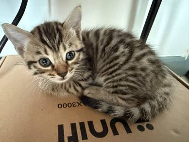Male Bengal x Siamese Mix Kitten