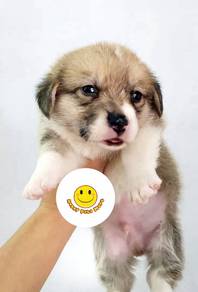 HHH3488 Welsh Corgi brown & white haired puppy